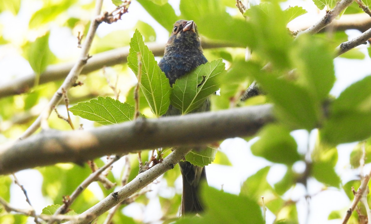 Indigo Bunting - Corey S.