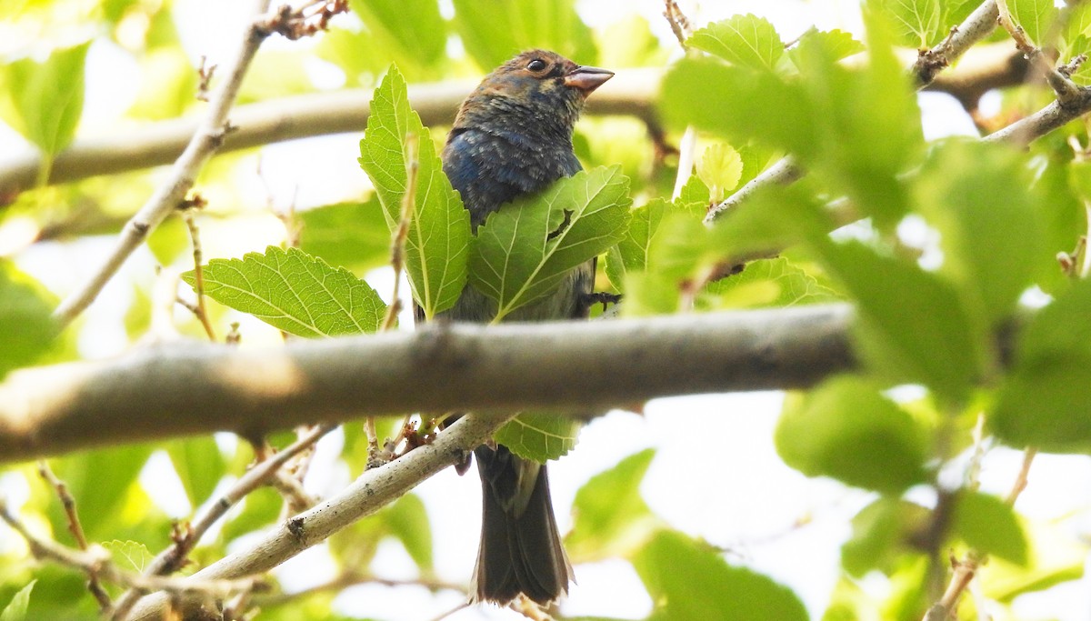 Indigo Bunting - Corey S.