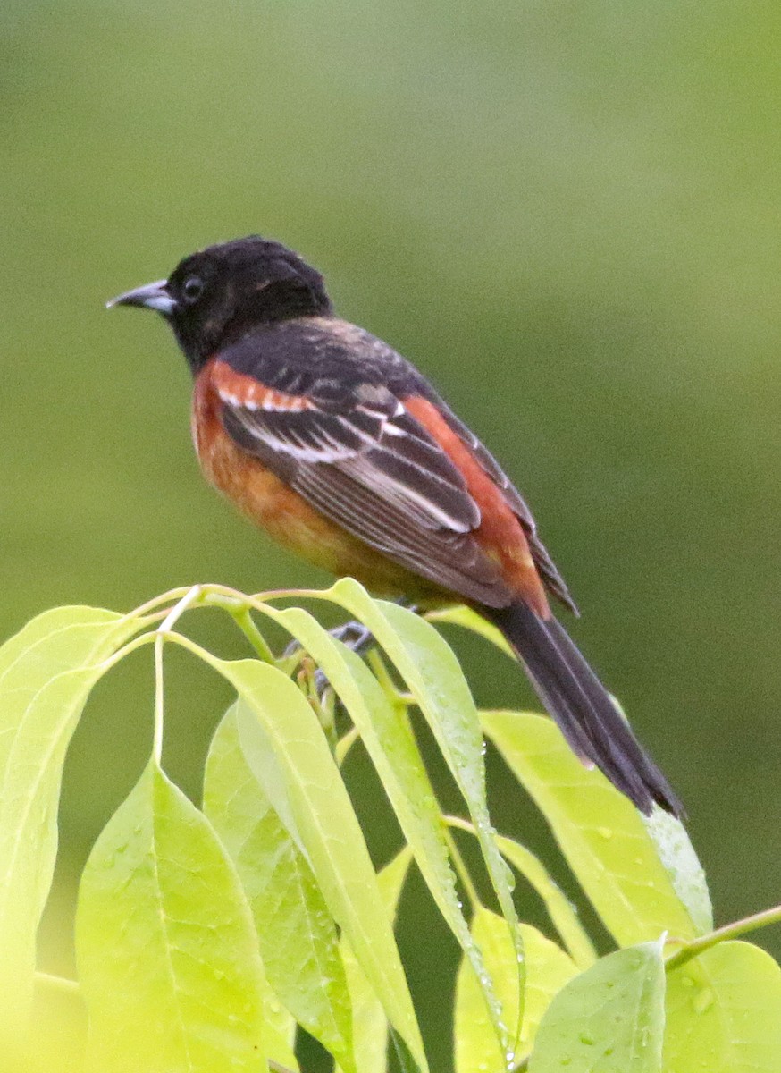 Orchard Oriole - William Parkin