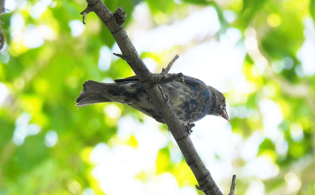 Indigo Bunting - Corey S.