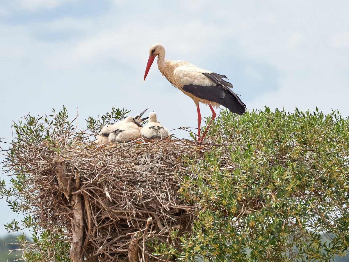 White Stork - A. Galache