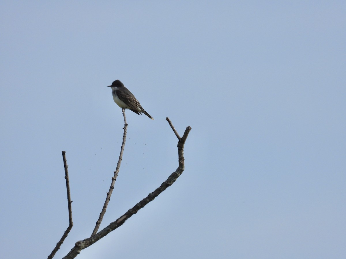 Eastern Kingbird - ML619038798