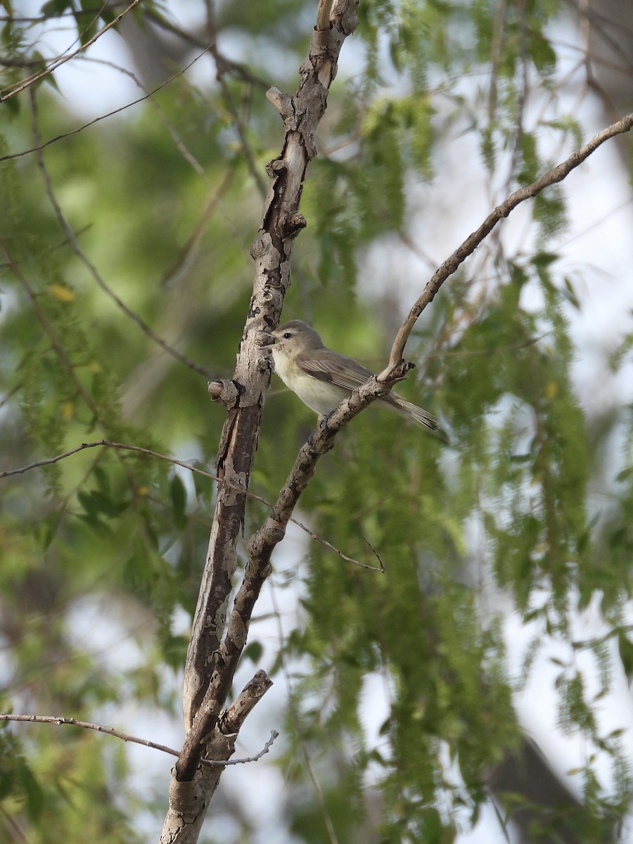 Warbling Vireo - ML619038811