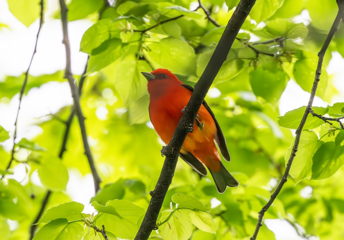 Scarlet Tanager - ML619038823