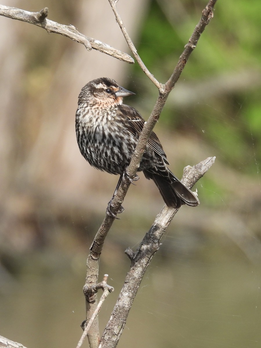 Red-winged Blackbird - Tracy Mosebey