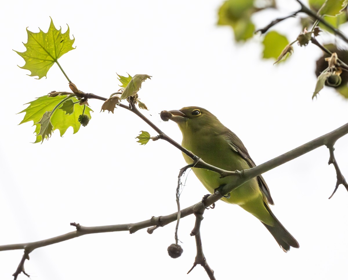 Scarlet Tanager - ML619038853