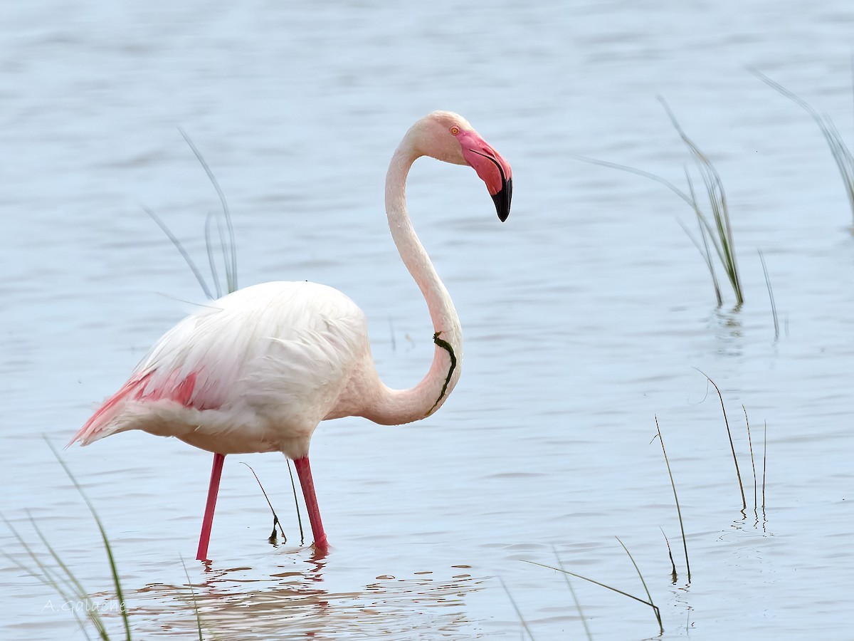 Greater Flamingo - A. Galache