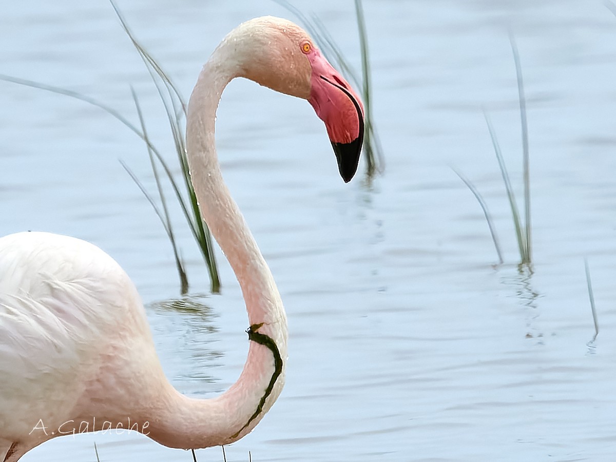 Greater Flamingo - A. Galache
