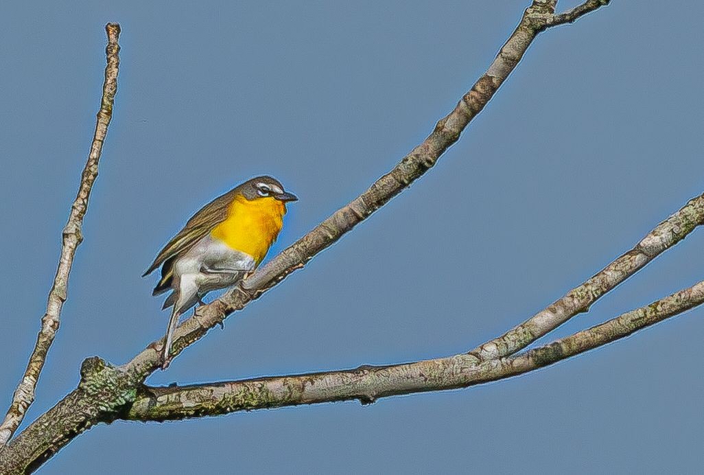 Yellow-breasted Chat (virens) - ML619038874