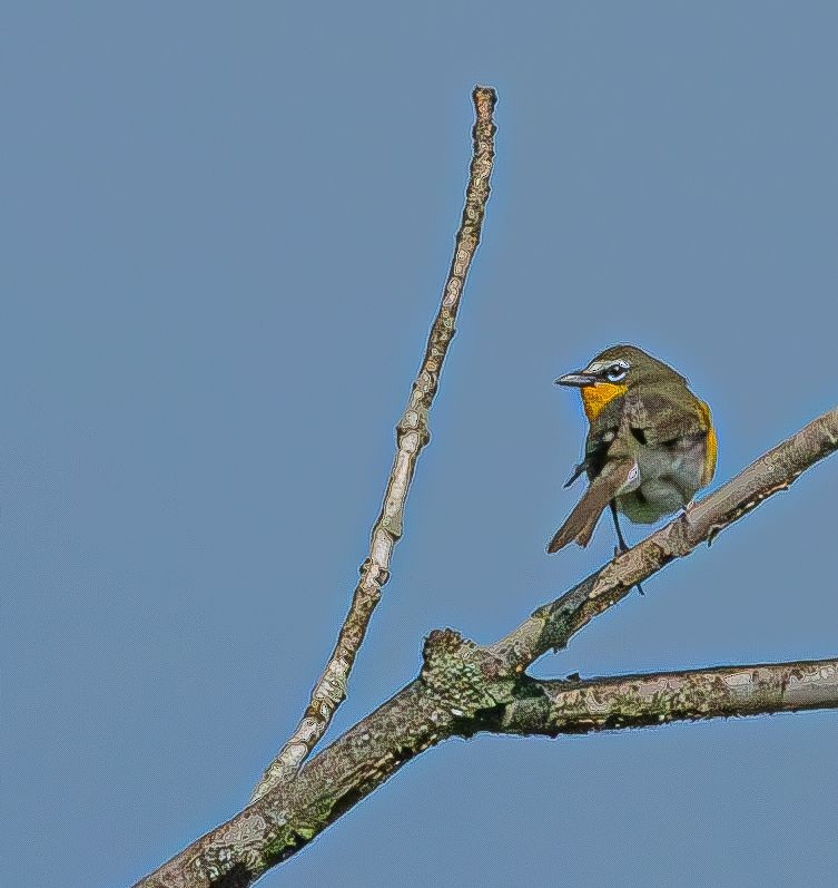 Yellow-breasted Chat (virens) - Guy DiRoma