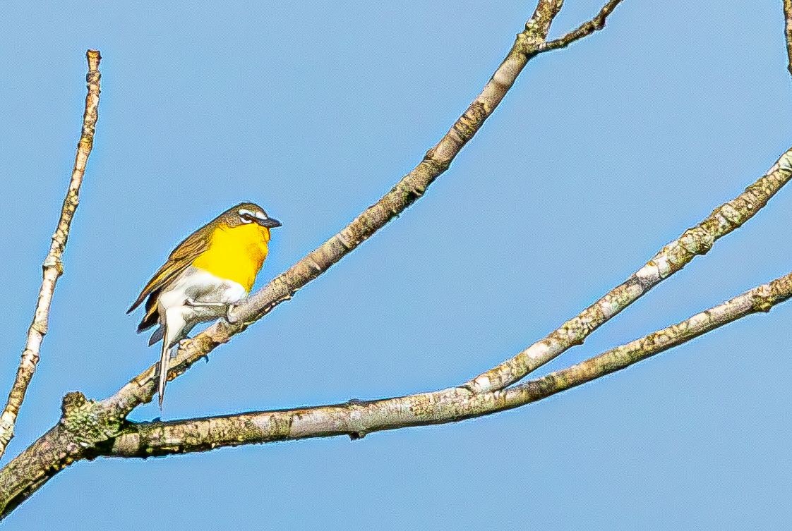 Yellow-breasted Chat (virens) - ML619038876