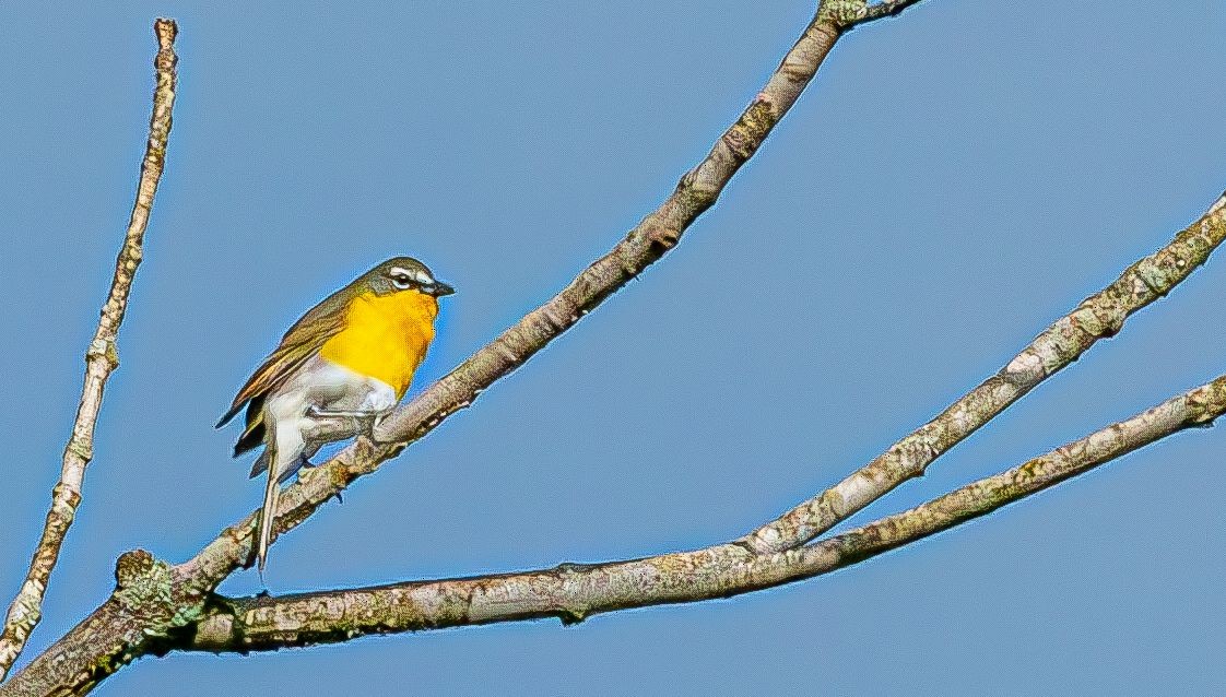 Yellow-breasted Chat (virens) - ML619038877