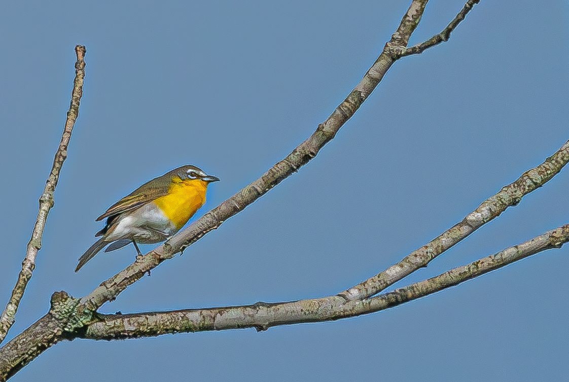 Yellow-breasted Chat (virens) - ML619038878