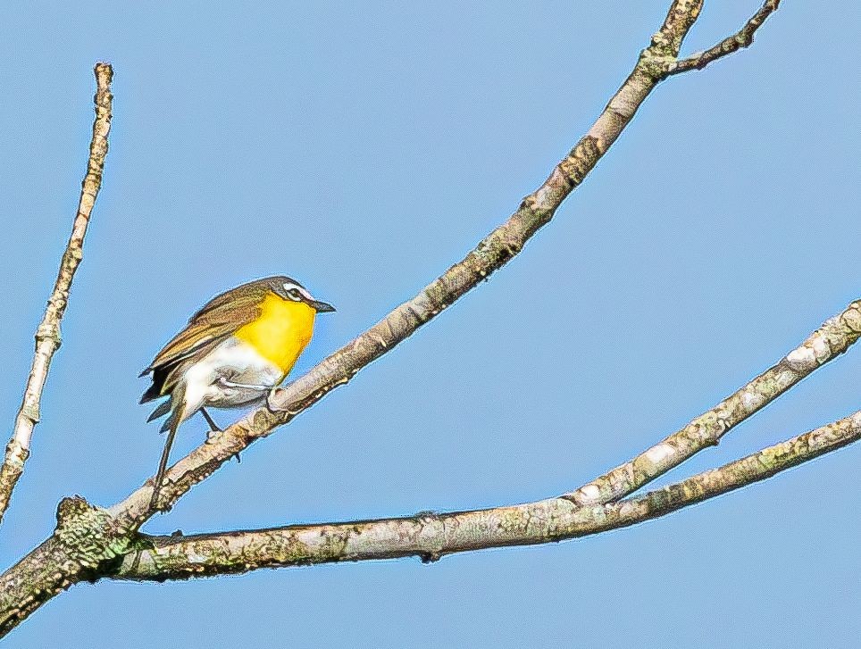 Yellow-breasted Chat (virens) - ML619038879