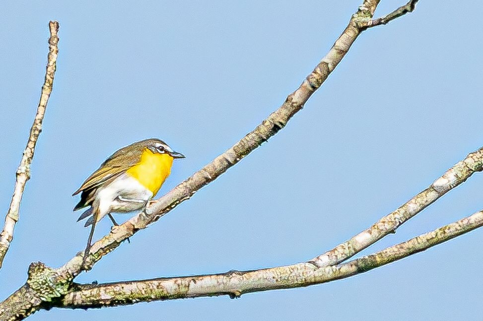 Yellow-breasted Chat (virens) - ML619038880