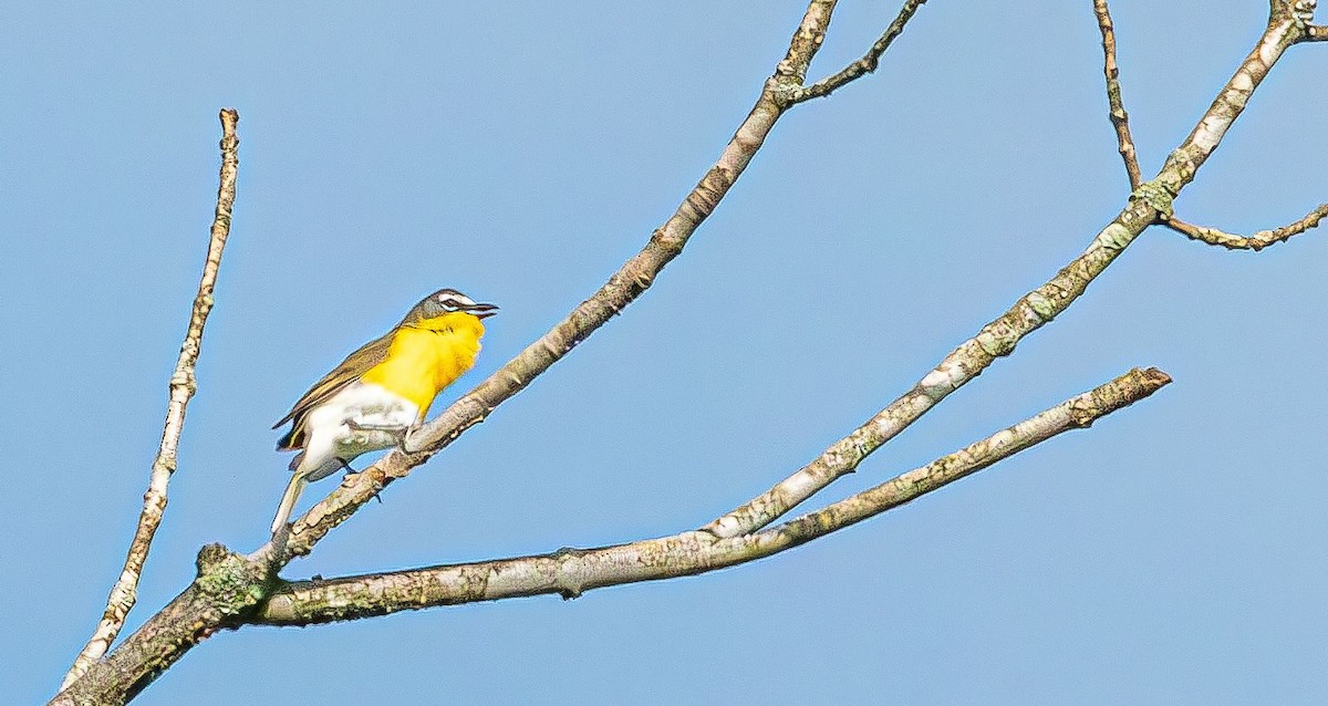 Yellow-breasted Chat (virens) - ML619038881