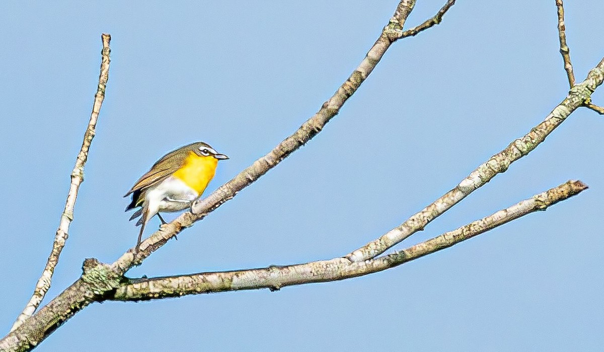 Yellow-breasted Chat (virens) - ML619038882