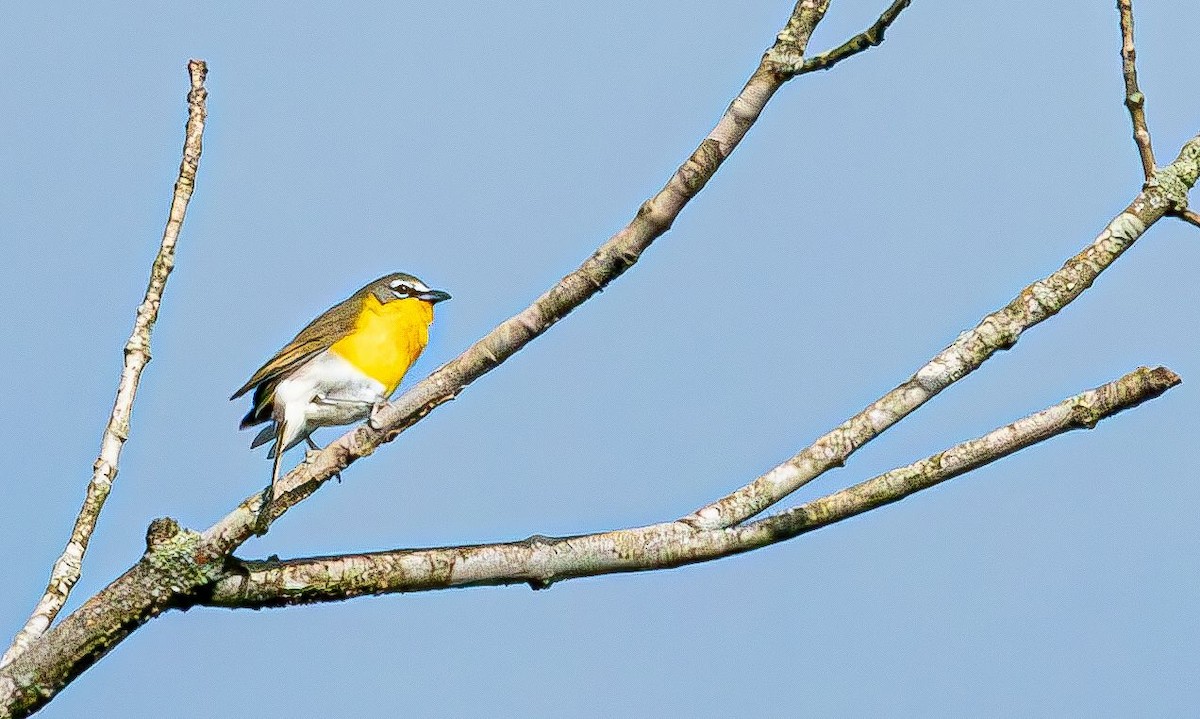 Yellow-breasted Chat (virens) - ML619038883