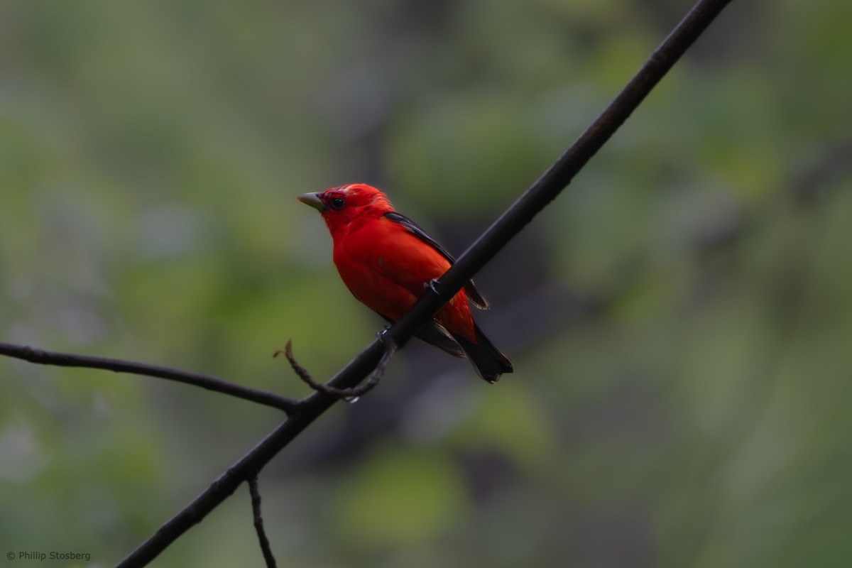 Scarlet Tanager - ML619038888