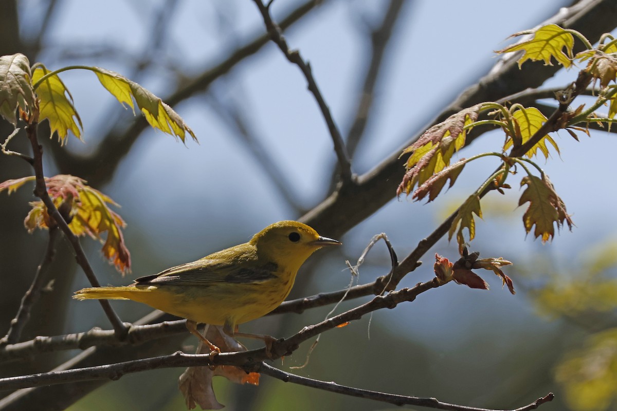 Yellow Warbler (Northern) - Larry Therrien