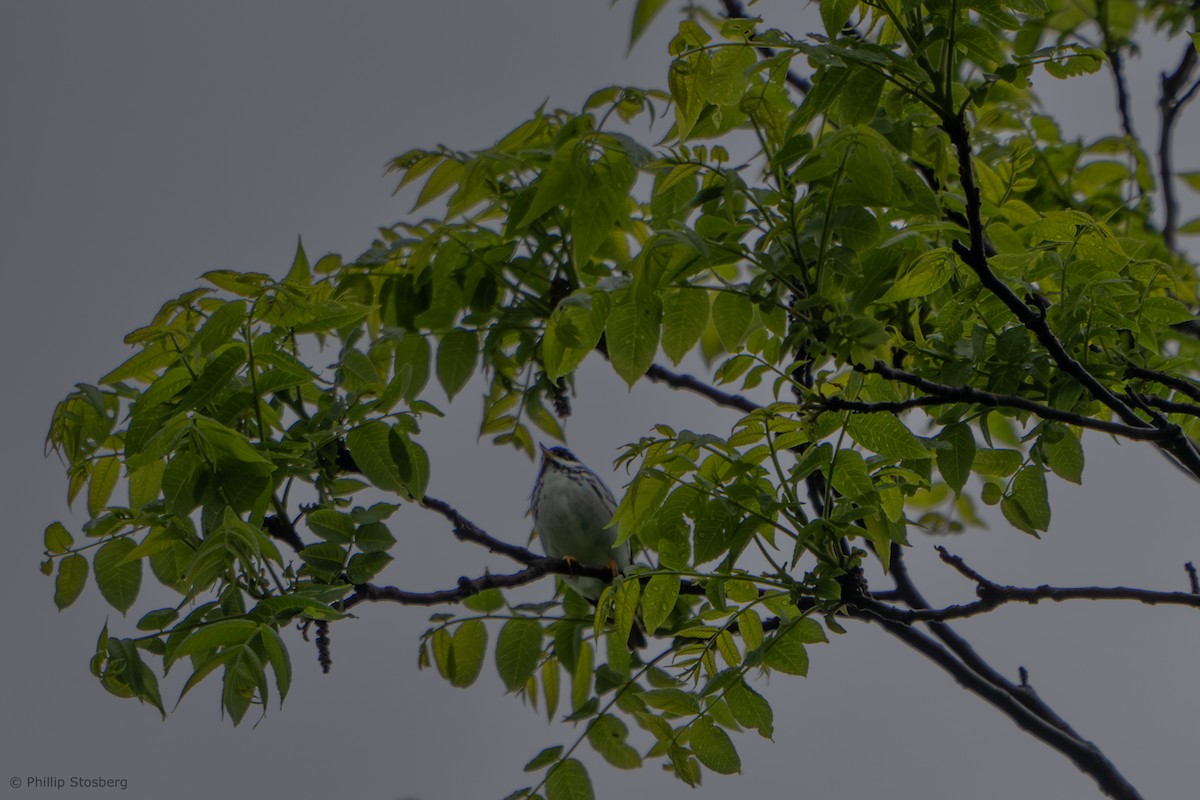 Blackpoll Warbler - ML619038892