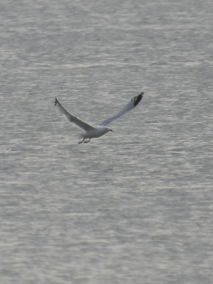 Herring Gull - Tracy Mosebey