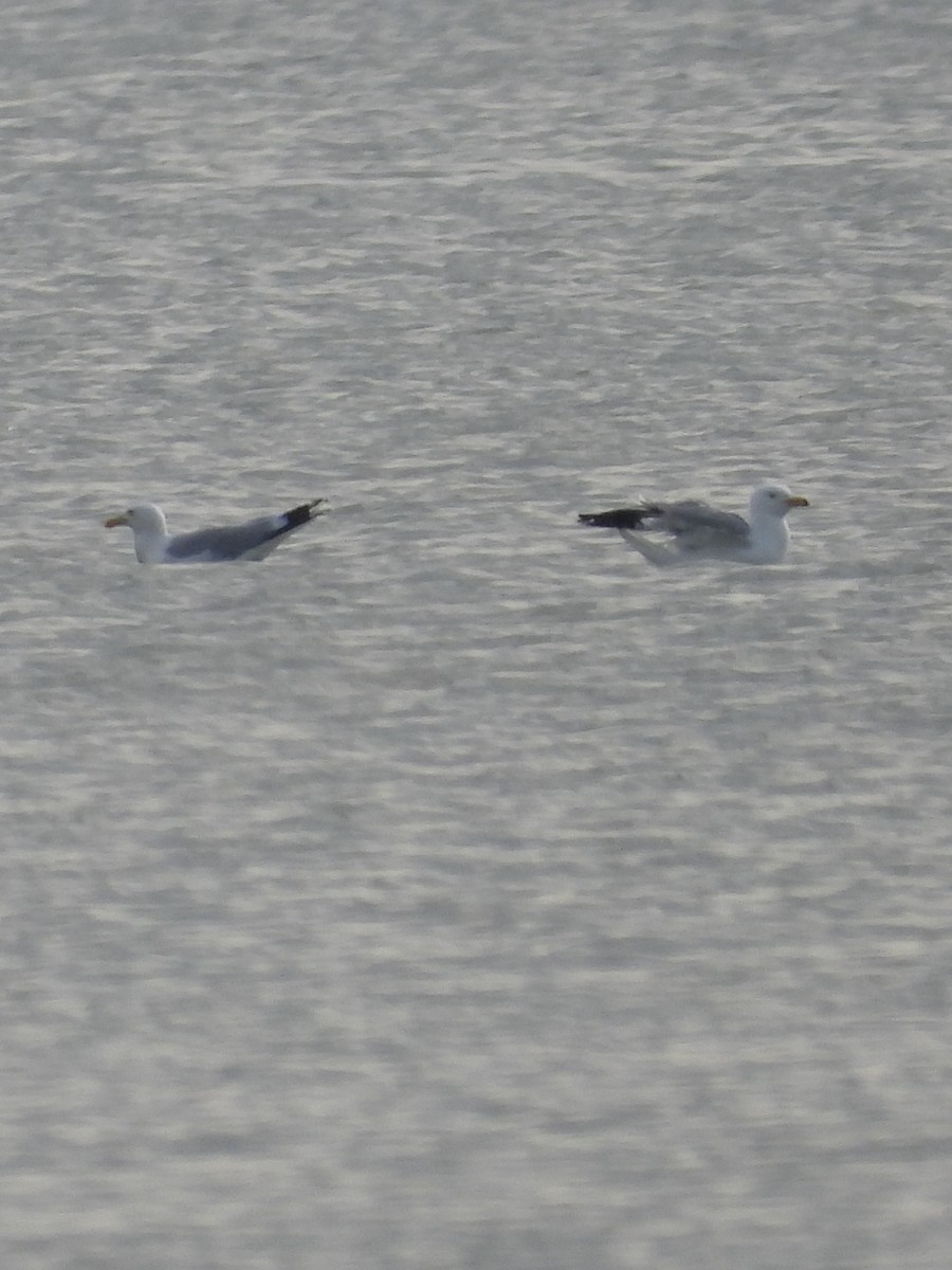 Herring Gull - ML619038896