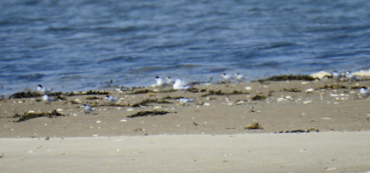 Common Tern - Anca Vlasopolos