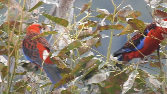 Crimson Rosella - ML619038907