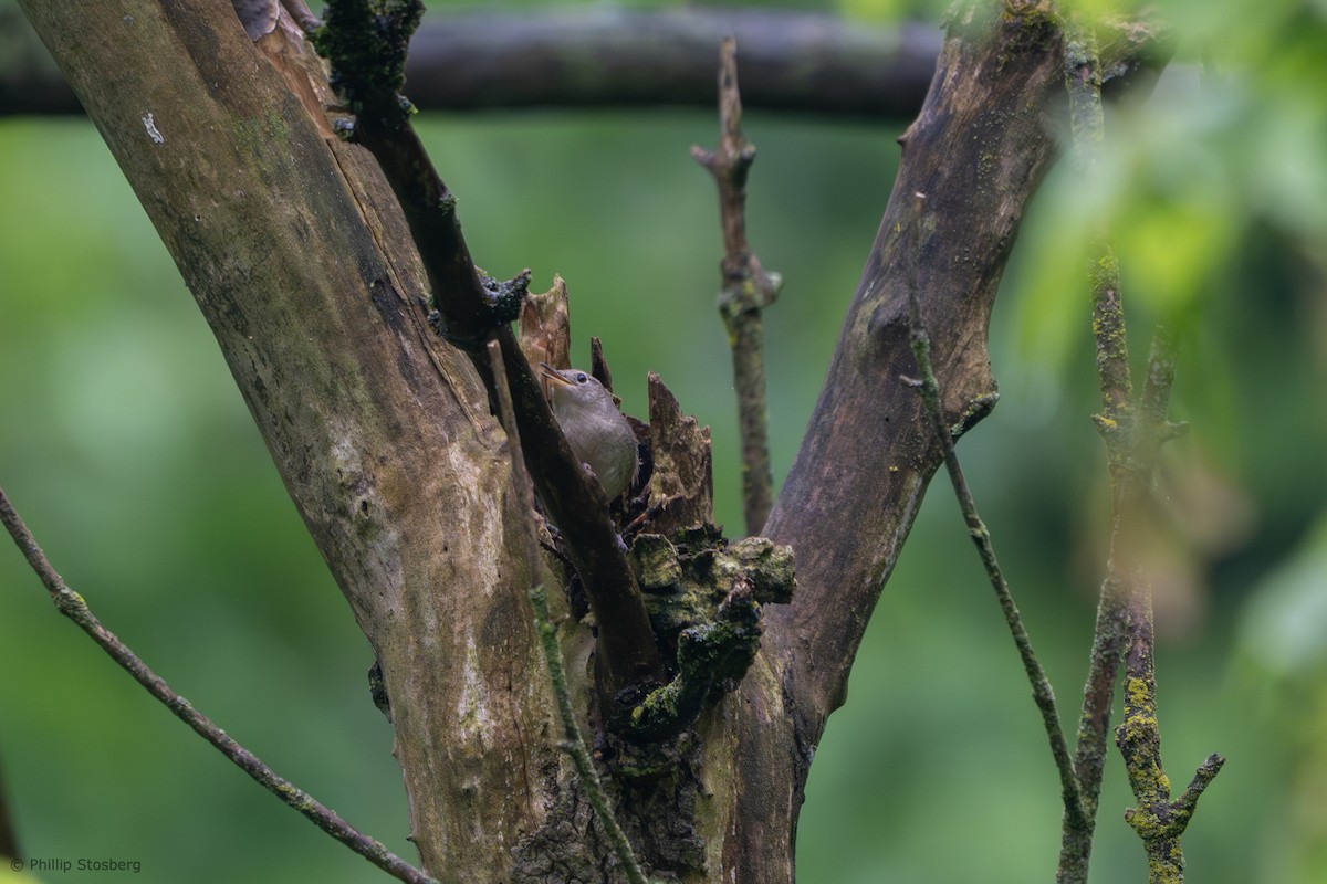 House Wren - Phillip Stosberg