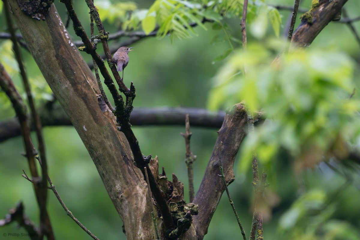 House Wren - ML619038919