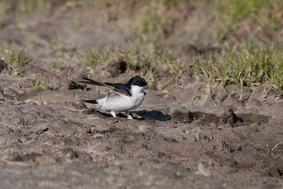 Western House-Martin - ML619038920