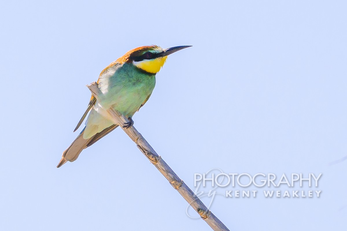 European Bee-eater - ML619038923
