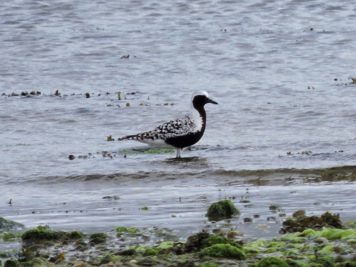 Black-bellied Plover - ML619038924