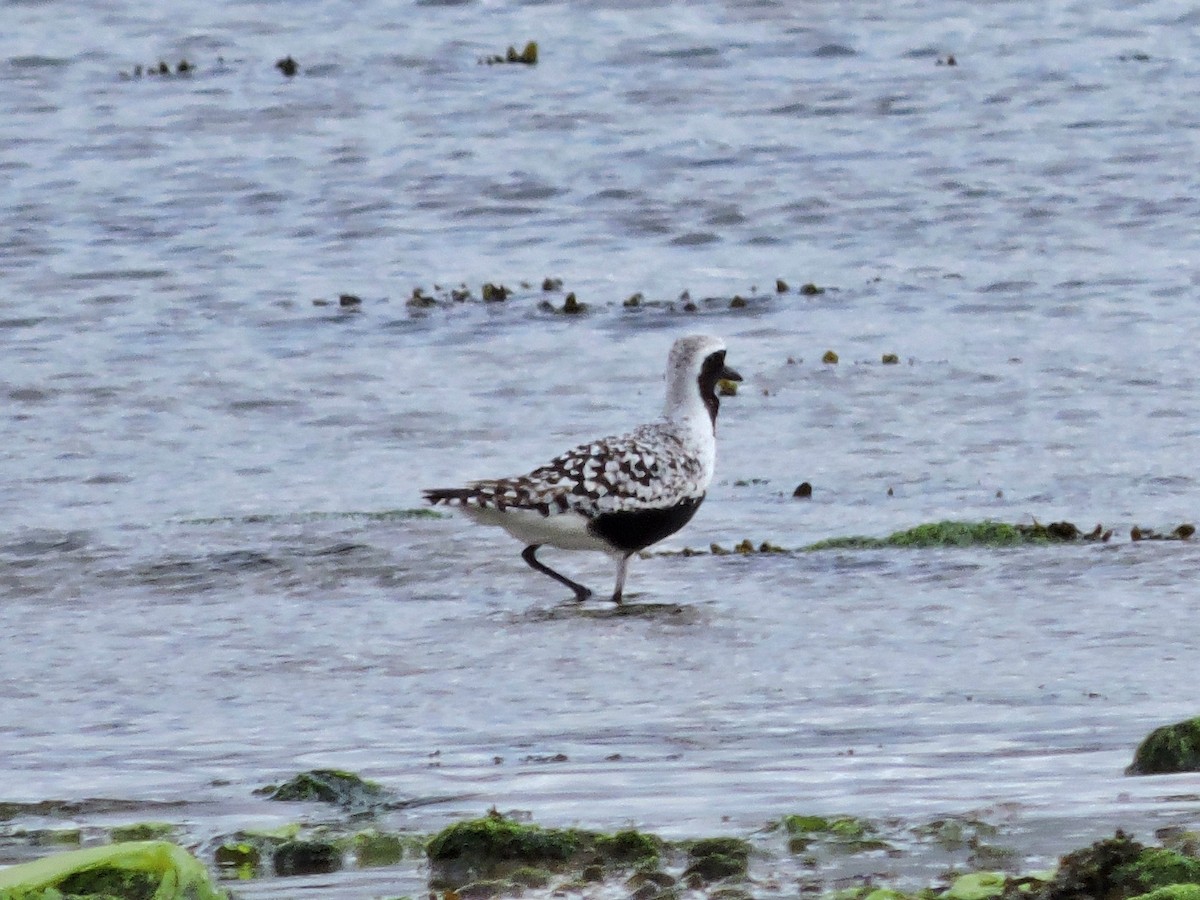 Black-bellied Plover - ML619038945