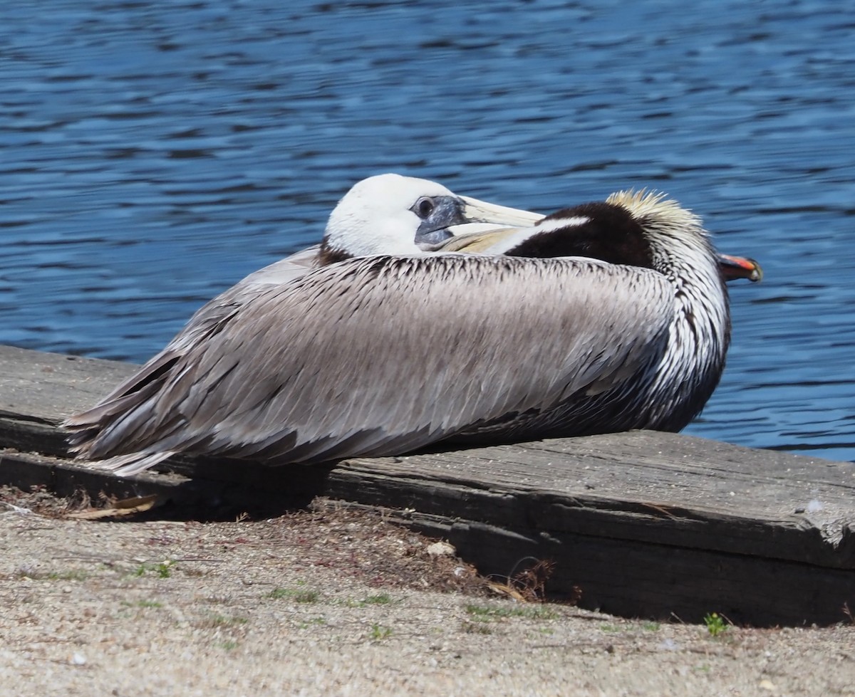 Brown Pelican - Maria Borges