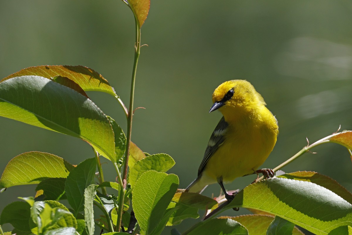 Blue-winged Warbler - Larry Therrien