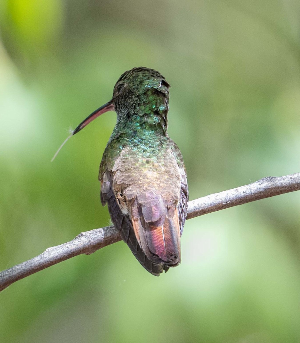Berylline Hummingbird - Eric Kallen