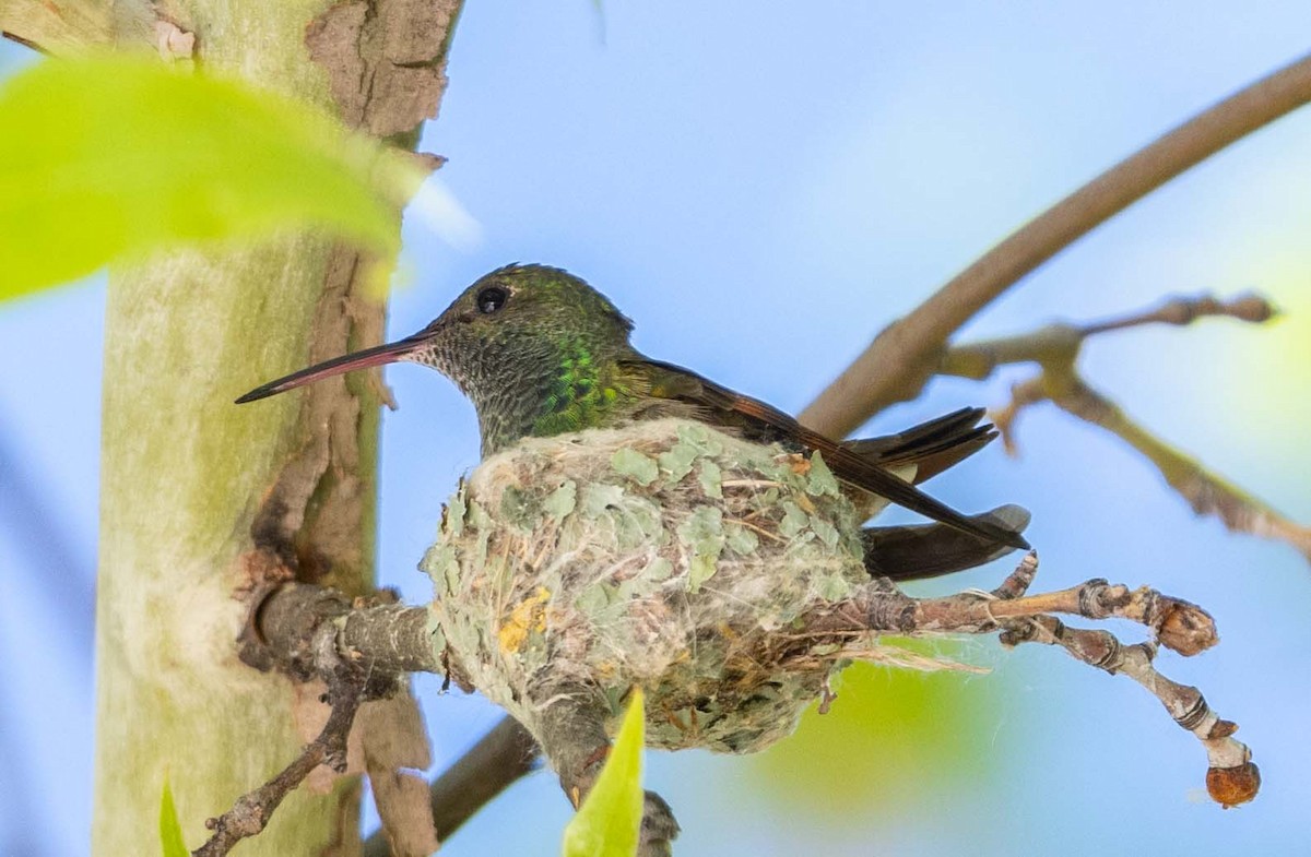 Berylline Hummingbird - Eric Kallen