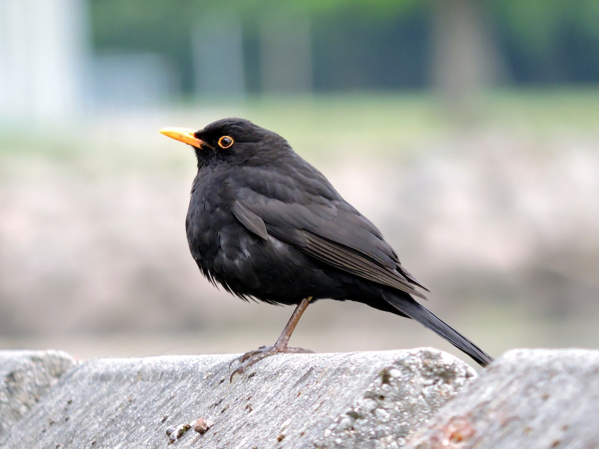 Eurasian Blackbird - ML619038982