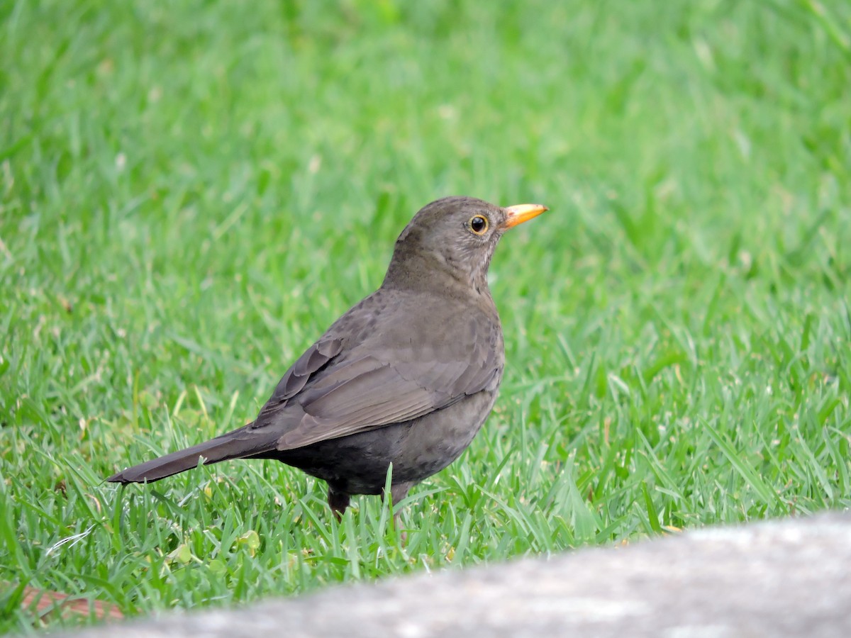 Eurasian Blackbird - ML619038984