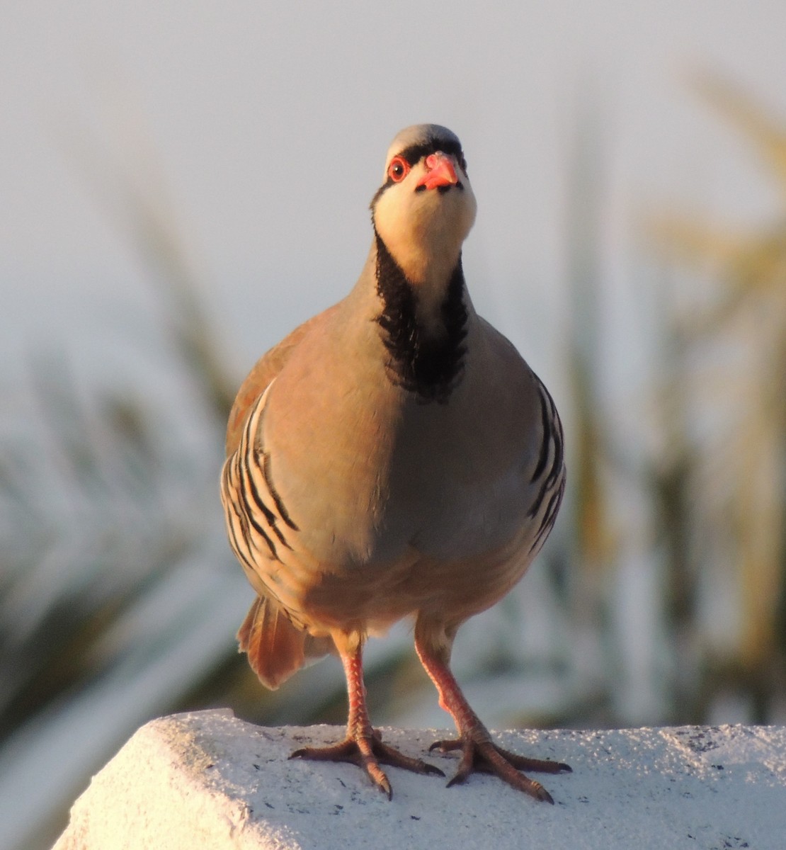 Chukar - ML619038992