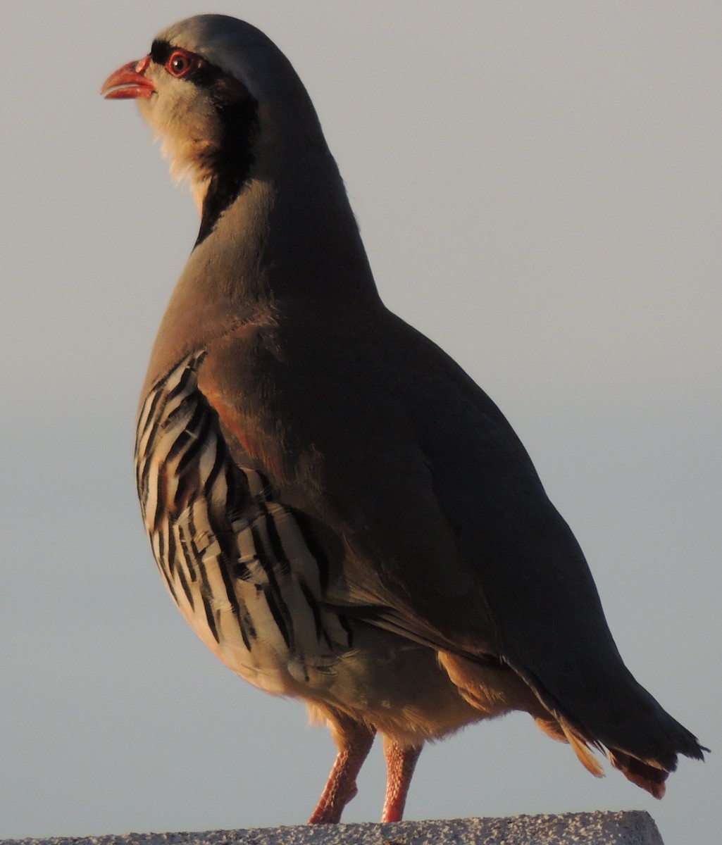 Chukar - ML619038993