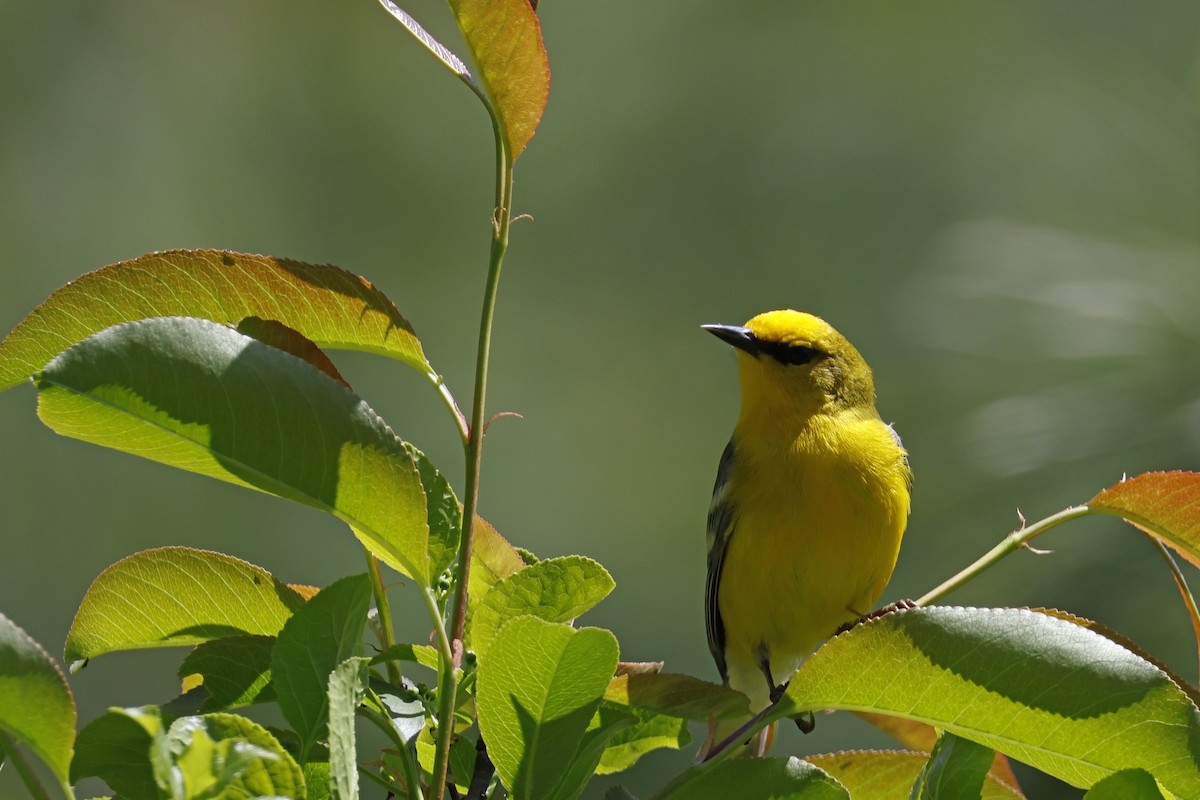 Blue-winged Warbler - Larry Therrien