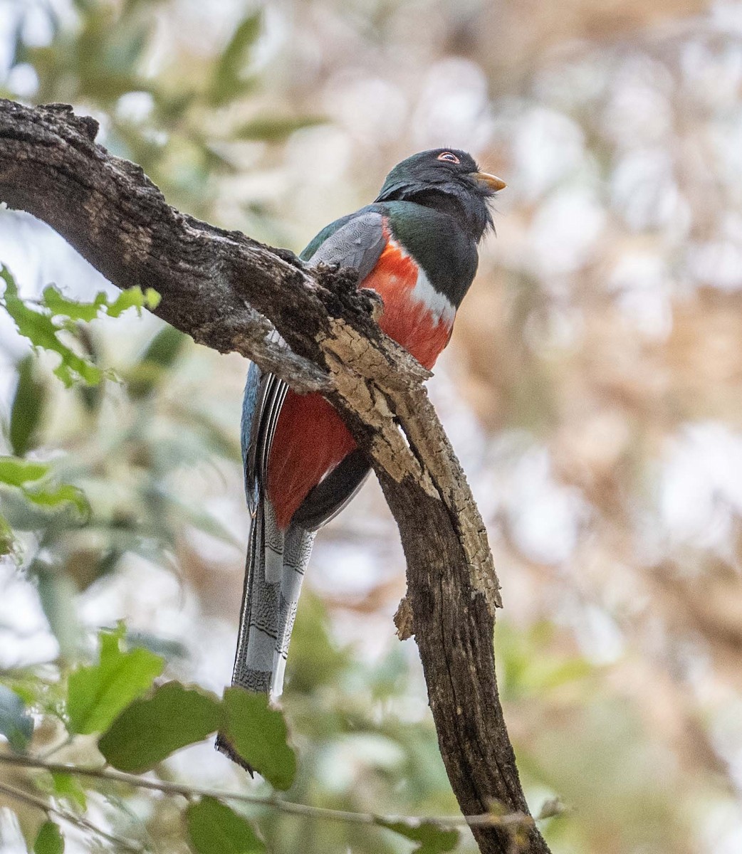 Elegant Trogon - Eric Kallen