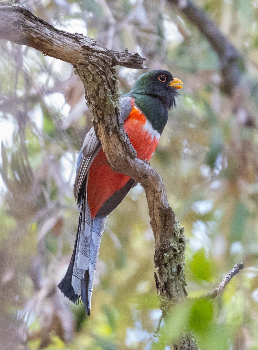 Elegant Trogon - Eric Kallen