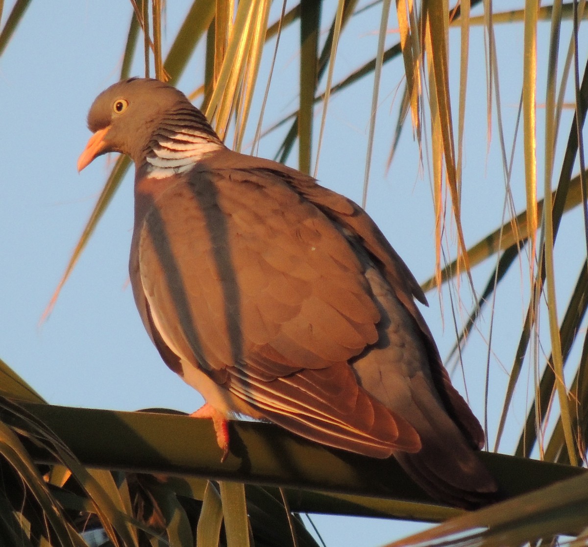 Common Wood-Pigeon - ML619039002