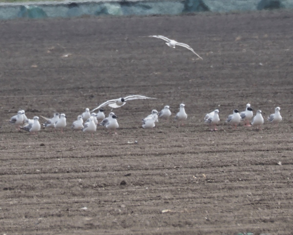 Bonaparte's Gull - Maria Borges