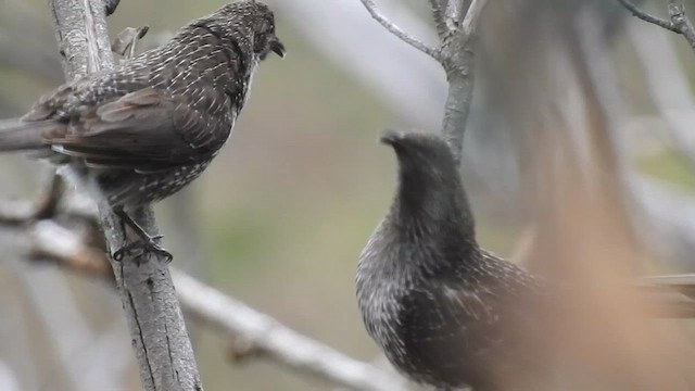 Little Wattlebird - ML619039025