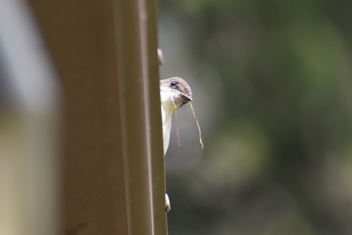 Eastern Phoebe - ML619039026